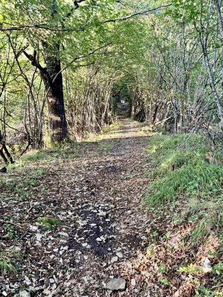 Sentiero nel bosco
