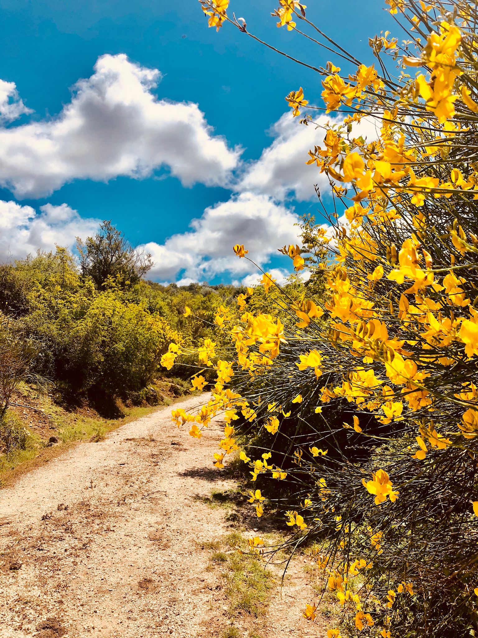 Ginestre nel Parco Marturanum di Barbarano Romano